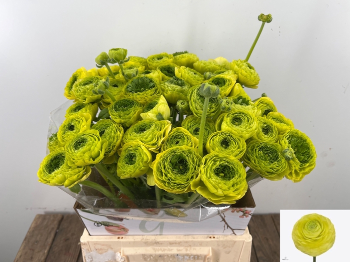 <h4>RAN AAZUR LEMON</h4>