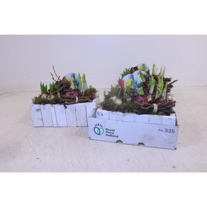 <h4>ARR BOL KNOLGEWAS</h4>