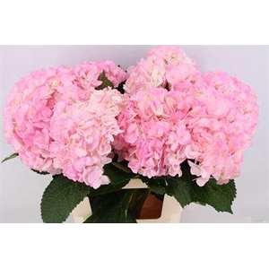 HYDR M LIGHT PINK TINT 65CM*