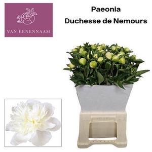 Paeo L Duches D Nemo