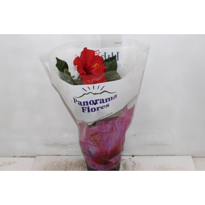 HIBISQS P17