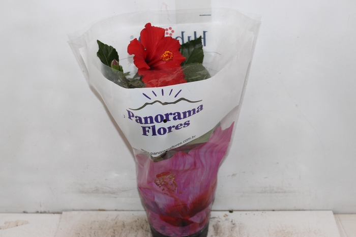 <h4>HIBISQS P17</h4>