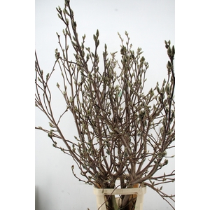 MAGNOLIA SUPERBA EXTRA ZWAAR VERT.160CM