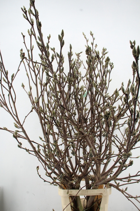 <h4>MAGNOLIA SUPERBA EXTRA ZWAAR VERT.160CM</h4>