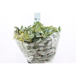 Euca Populus Bes Lang 300 Gram