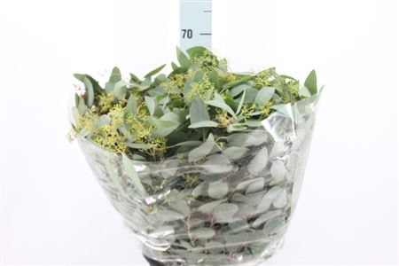 <h4>Euca Populus Bes Lang 300 Gram</h4>
