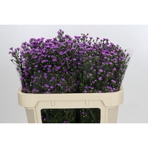 Aster Baby Pink