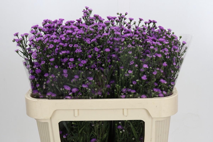 <h4>Aster Baby Pink</h4>