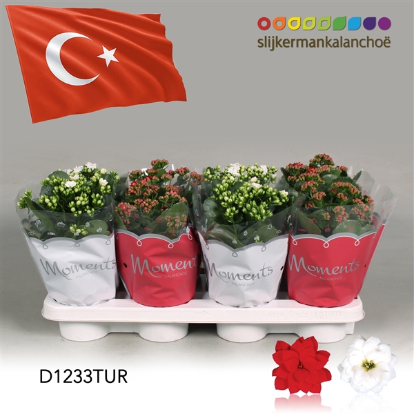 <h4>Kalanchoe Moments - Turkey flag</h4>
