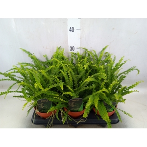 Nephrolepis cord. 'Duffii'