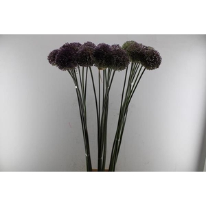 Allium Ov Grijs L 150 !!!!