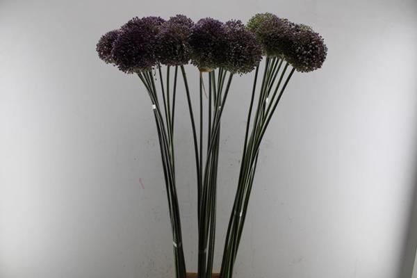 <h4>Allium Ov Grijs L 150 !!!!</h4>