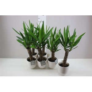 Yucca Enkel Stam 2+ Liv Keramiek