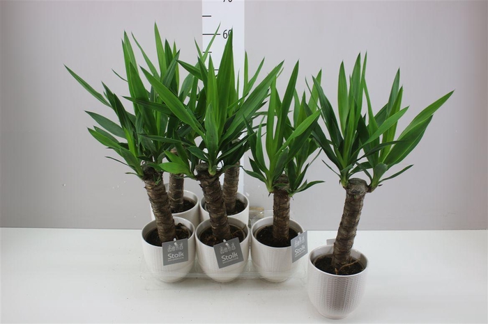<h4>Yucca Enkel Stam 2+ Liv Keramiek</h4>