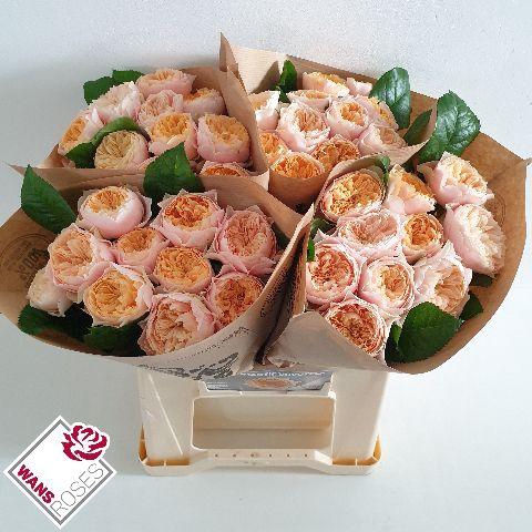 <h4>R GR ROMANT VUVUZELA .</h4>