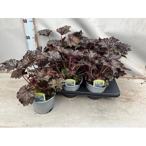 HEUCH MI PALACE PURP