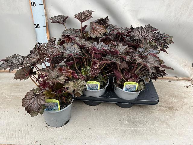 <h4>HEUCH MI PALACE PURP</h4>