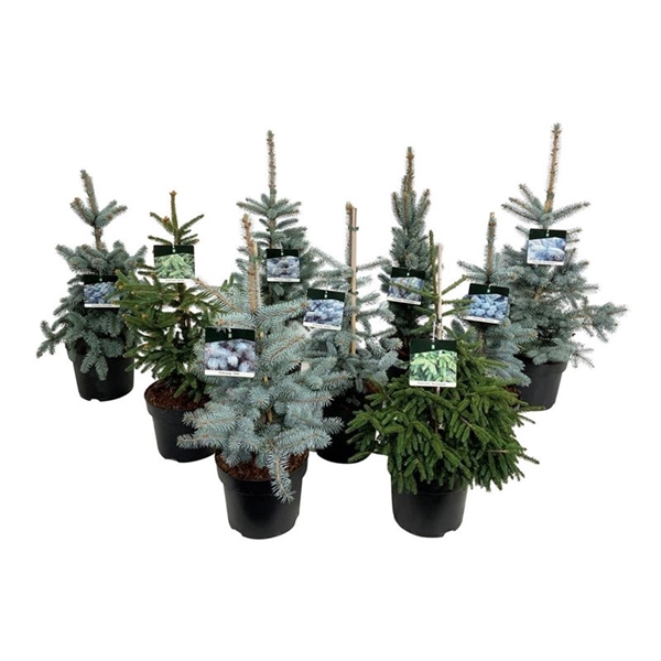 <h4>Mixlaag Picea groen- en blauwnaaldig</h4>