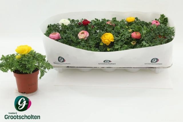 <h4>RANUN SPRINK DW GEM</h4>