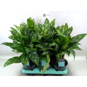 Aglaonema  'Maria'