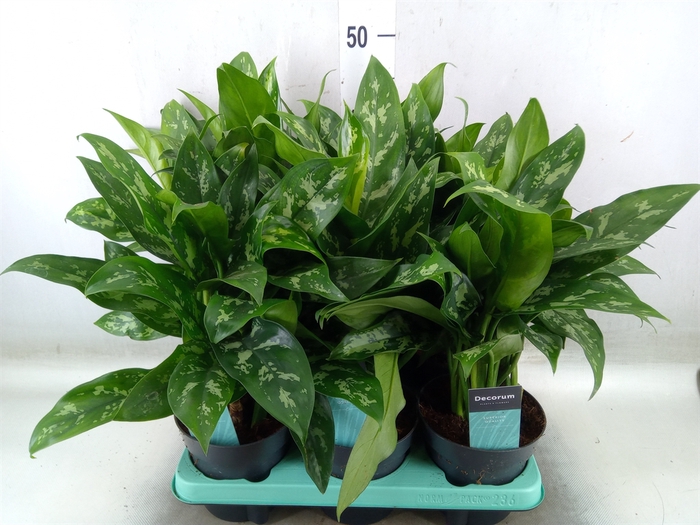 <h4>Aglaonema  'Maria'</h4>