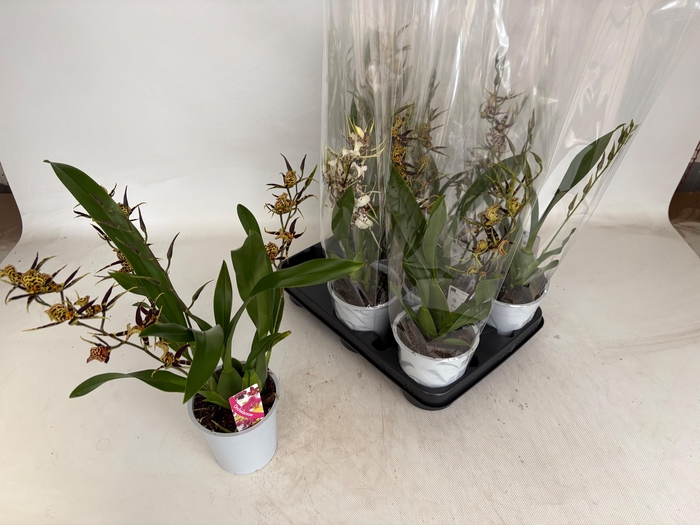<h4>BRASSIA SUMMER DREAM</h4>