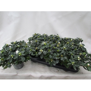 RHODO SI WITTE VOGEL