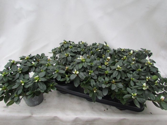 <h4>RHODO SI WITTE VOGEL</h4>