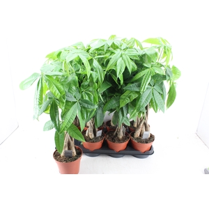 arr3 CP - Pachira Aquatica 408/8