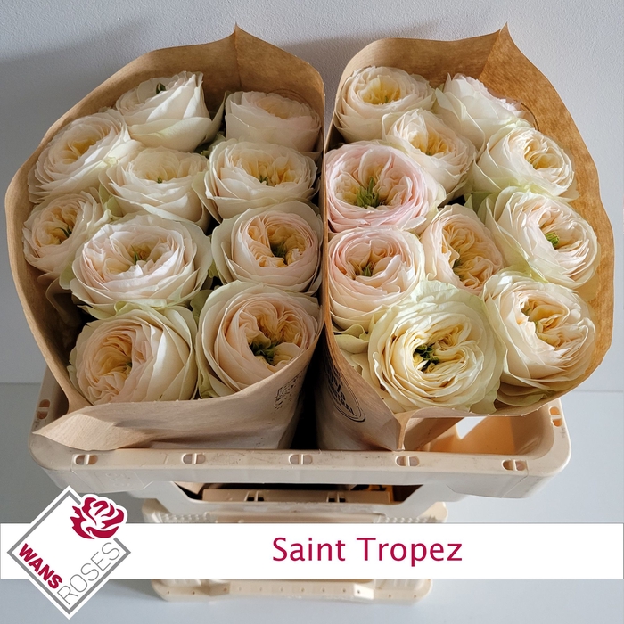 <h4>R GR SAINT TROPEZ</h4>