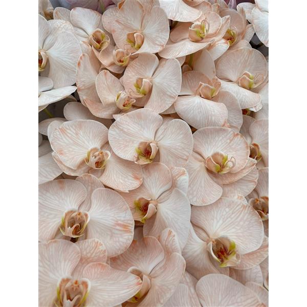 <h4>Phal Coloured Peach</h4>