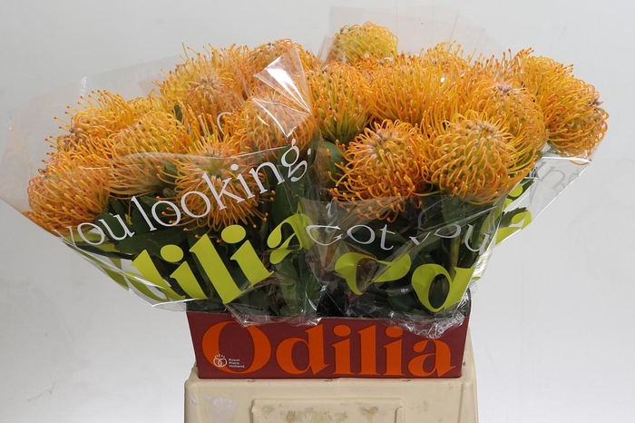 <h4>Nutans Soleil</h4>