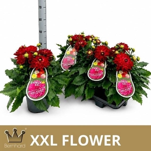 DAHL XXL RASPBER ICE