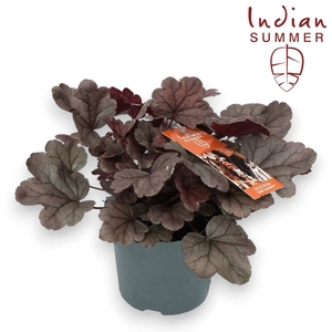 Heuchera Indian Summer P12 Silver