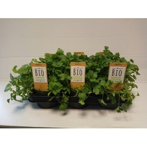 Koriander P12 HERBIO steker