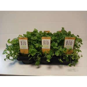 Koriander P12 HERBIO steker