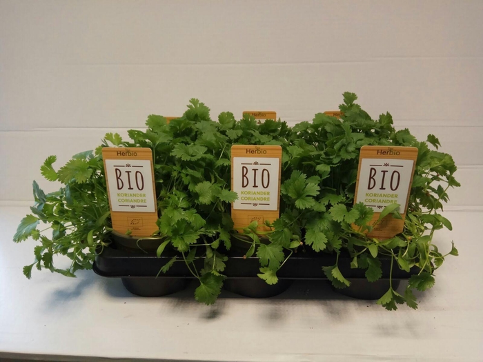 <h4>Koriander P12 HERBIO steker</h4>