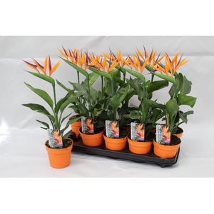 Strelitzia reginae p13 2pp (met kunstbloem)