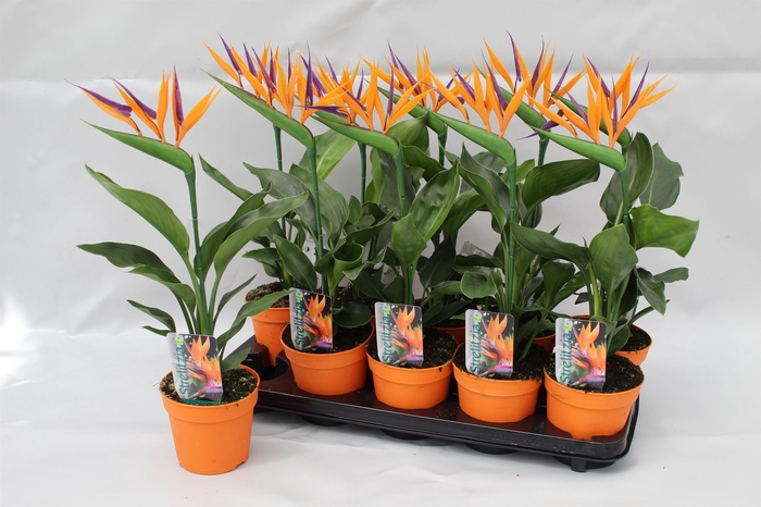 <h4>Strelitzia reginae p13 2pp (met 1 kunstbloem)</h4>