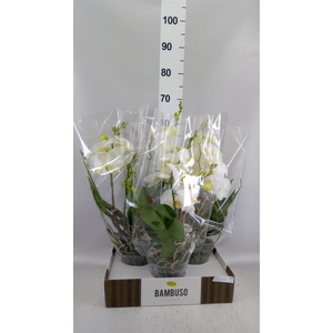 Phalaenopsis   ...white