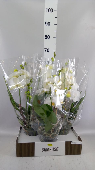<h4>Phalaenopsis   ...white</h4>