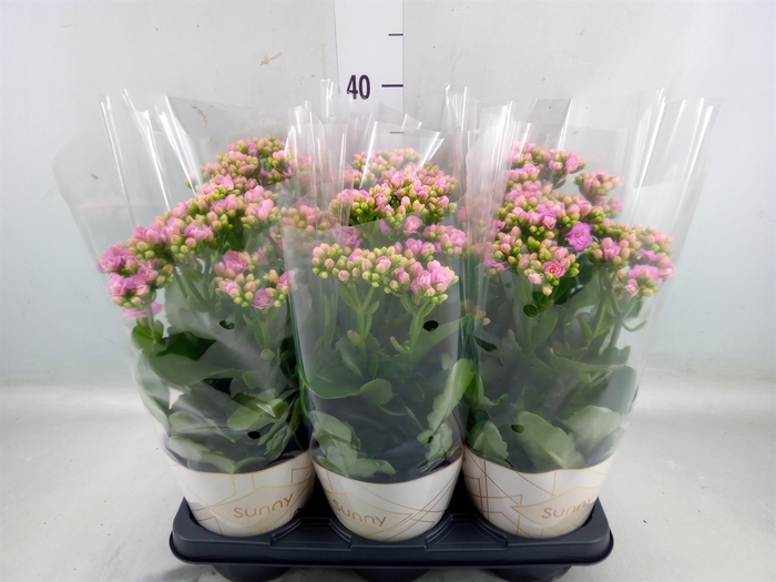 <h4>Kalanchoe  'RoseFlow Graceful Pink'</h4>