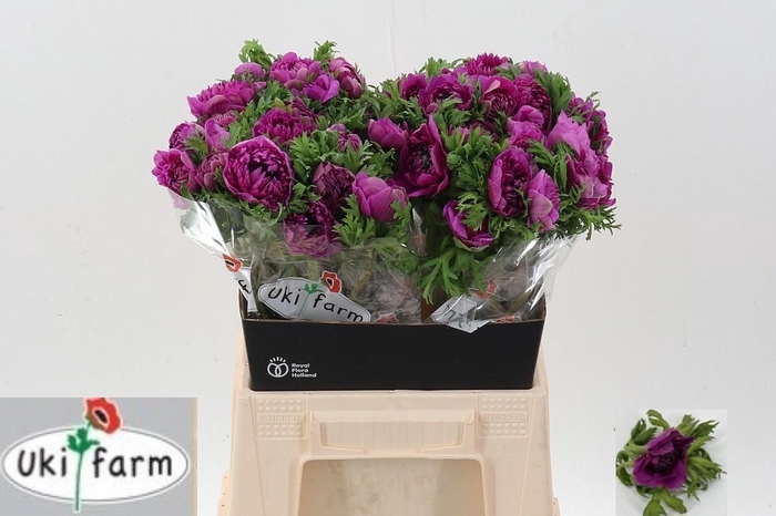 <h4>Anem Levante Fucsia</h4>