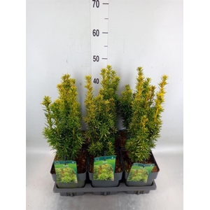 Taxus baccata 'David'