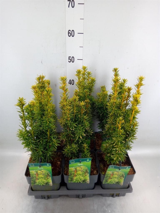 <h4>Taxus baccata 'David'</h4>