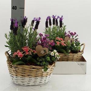 ARR TUINPLANTEN