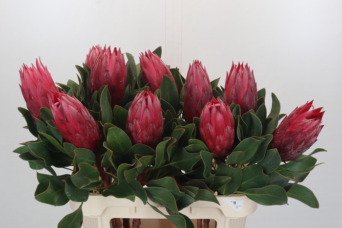 <h4>Protea Cynaroides Madiba</h4>