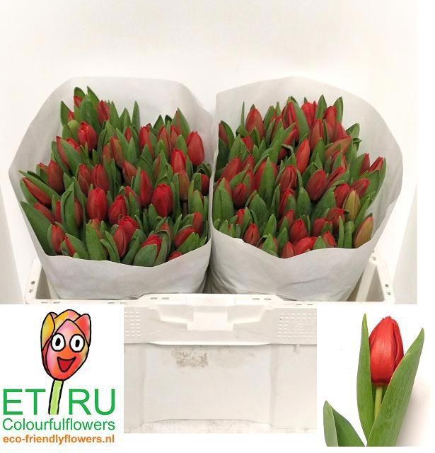 <h4>TU EN ESCAPE</h4>