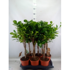 Ficus microcarpa 'Moclame'