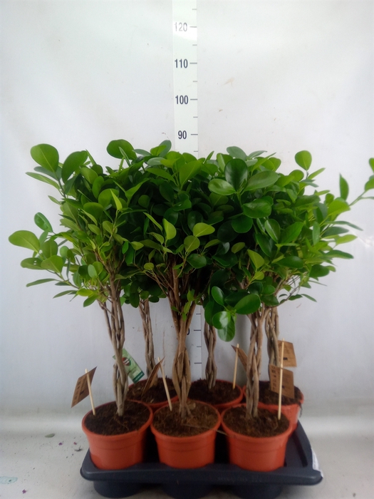 <h4>Ficus microcarpa 'Moclame'</h4>